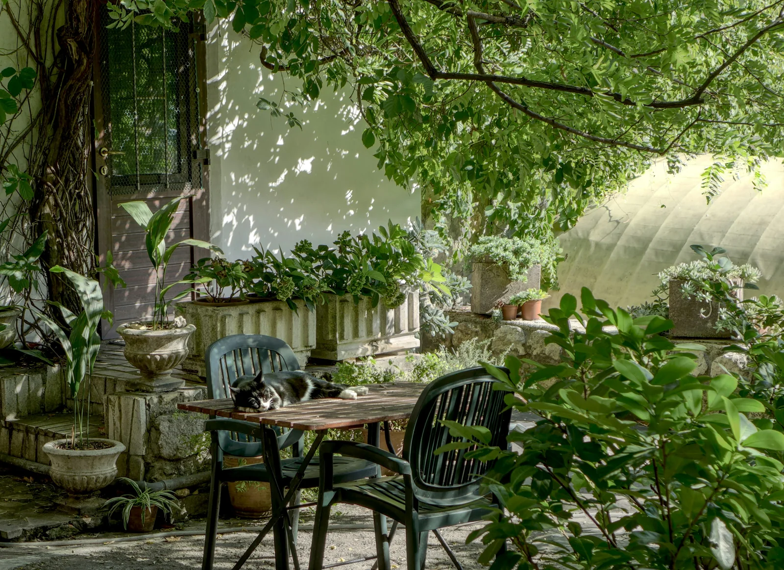 Leafy garden courtyard with potted plants — illustrative photography